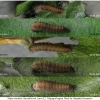 nep rivularis larva2 volg21